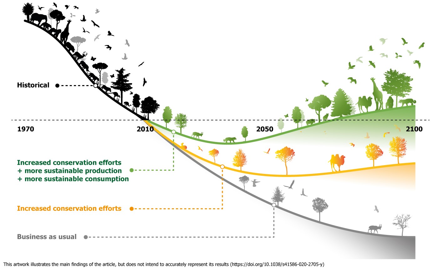 Artwork illustrating historical biodiversity loss curve before 2010 and different future loss curves depending on action taken.