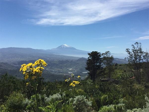  Image: Tenerife spans a great range in elevation (max 3715m asl), and offers a great array of ecosystem types, within which endemic species are found at all elevations, but those that are part of large insular radiations are mostly rare, except on steep slopes and at high elevation.