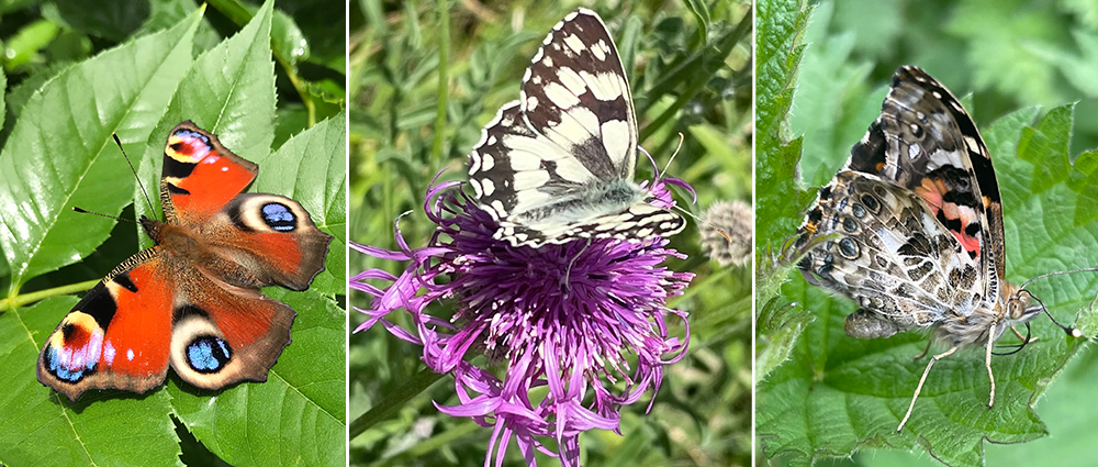 Photos taken by Chloë Strevens during fieldwork in Chilswell Valley, Oxford.