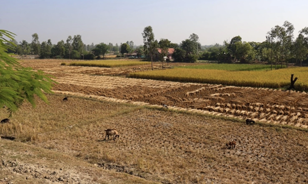 Agricultural fields