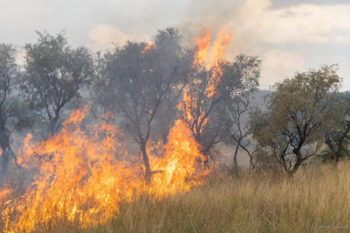 Fire in the savannah