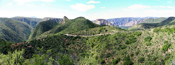 South African plants