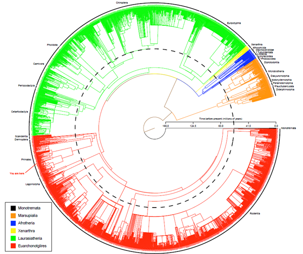 The first complete evolutionary tree of mammal species