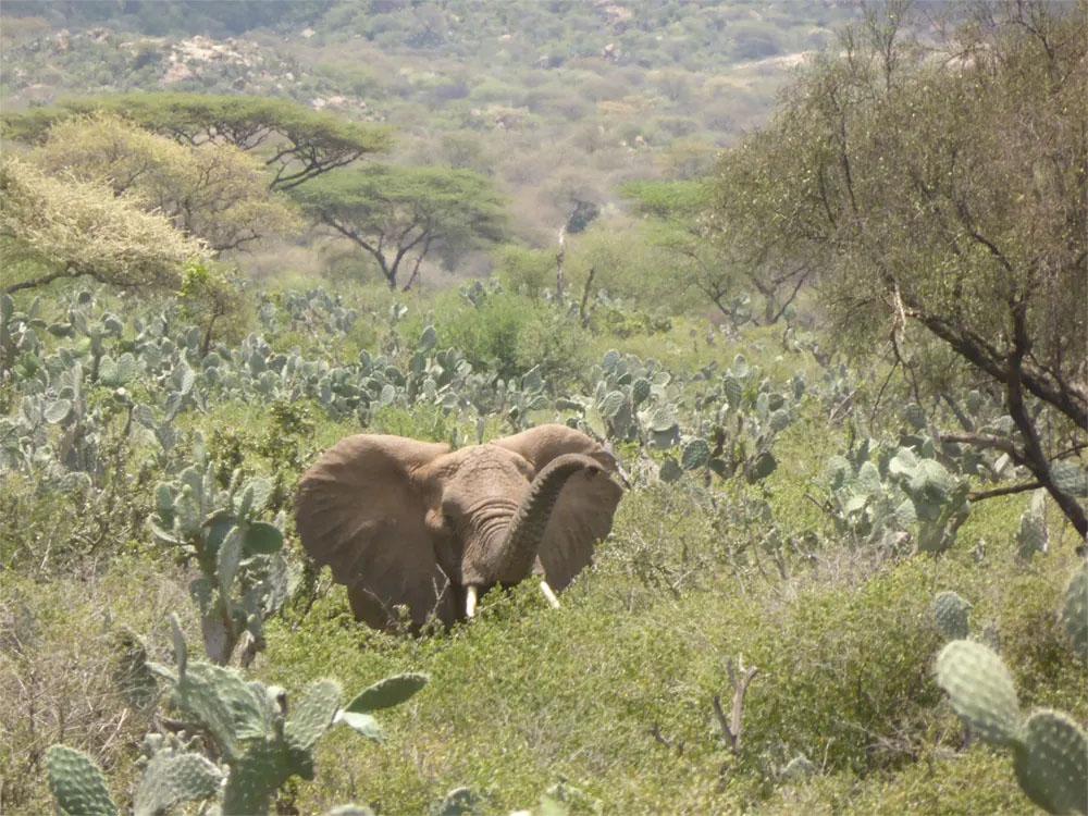 African Savannah Elephant in the Babile Elephant Sanctuary – Credit E. Greengrass