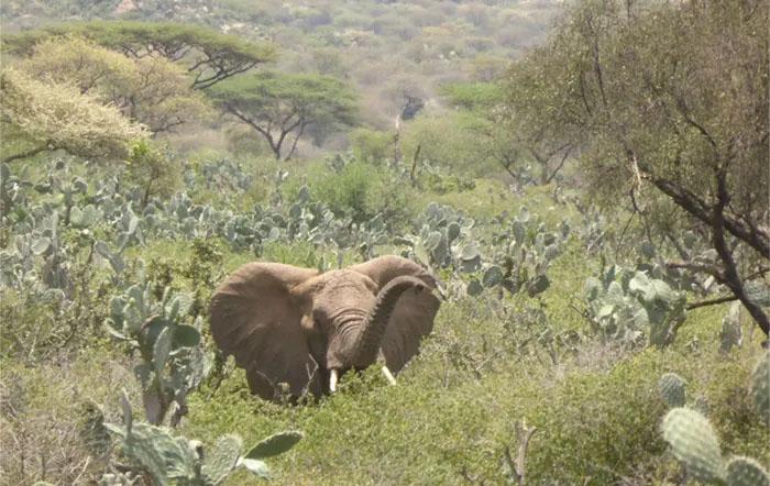 African Savannah Elephant in the Babile Elephant Sanctuary – Credit E. Greengrass