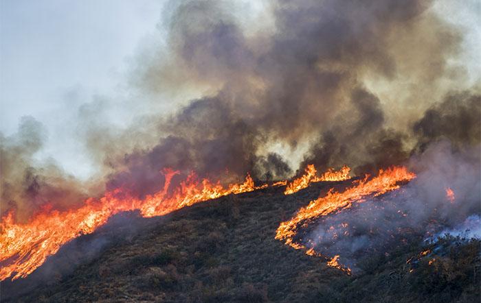 Wild fire