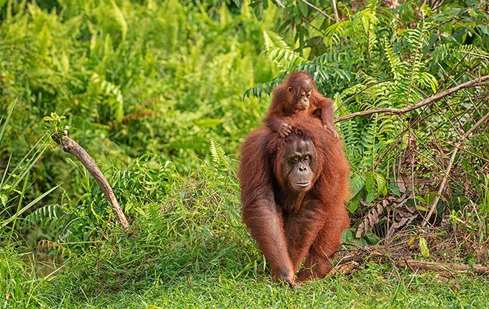 AdobeStock Orangutans