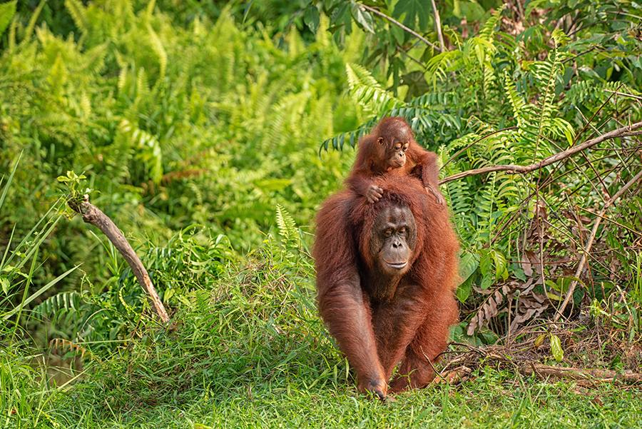 AdobeStock Orangutans