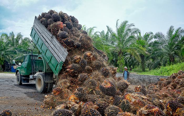 Adobe Stock - palm oil - photomagically