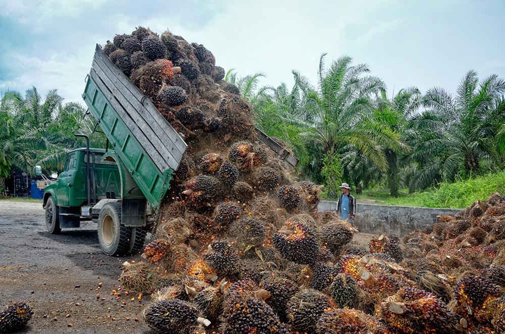 Adobe Stock - palm oil - photomagically