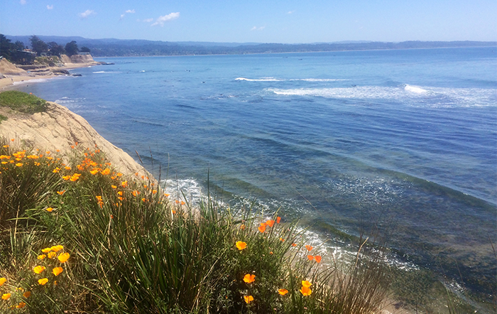 Image: Santa Cruz Coast (Lisa Wedding)