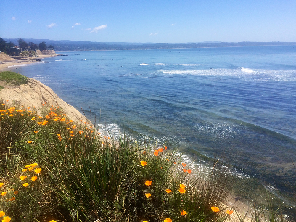 Image: Santa Cruz Coast (Lisa Wedding)