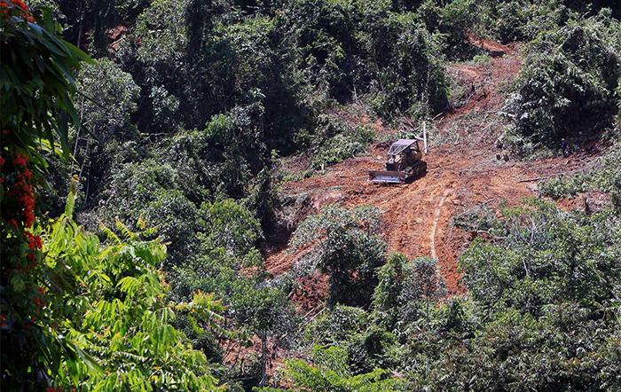 Image: Zoe G Davies. Digger within logging gap in the Bornean rainforest