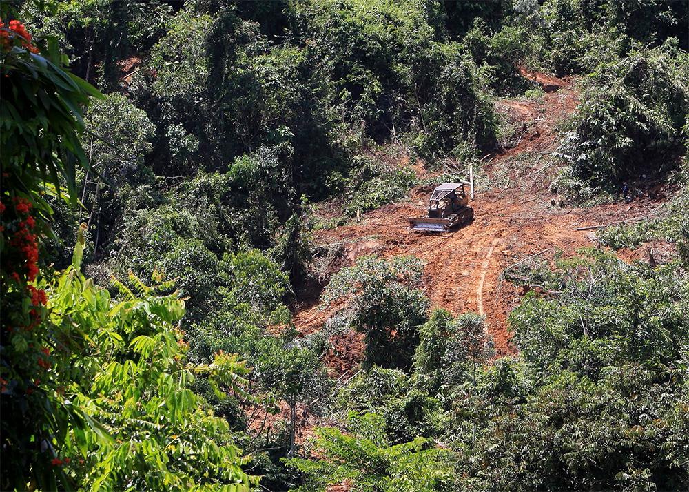 Image: Zoe G Davies. Digger within logging gap in the Bornean rainforest