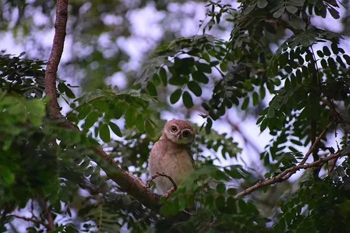 Image: Urvi Gupta
