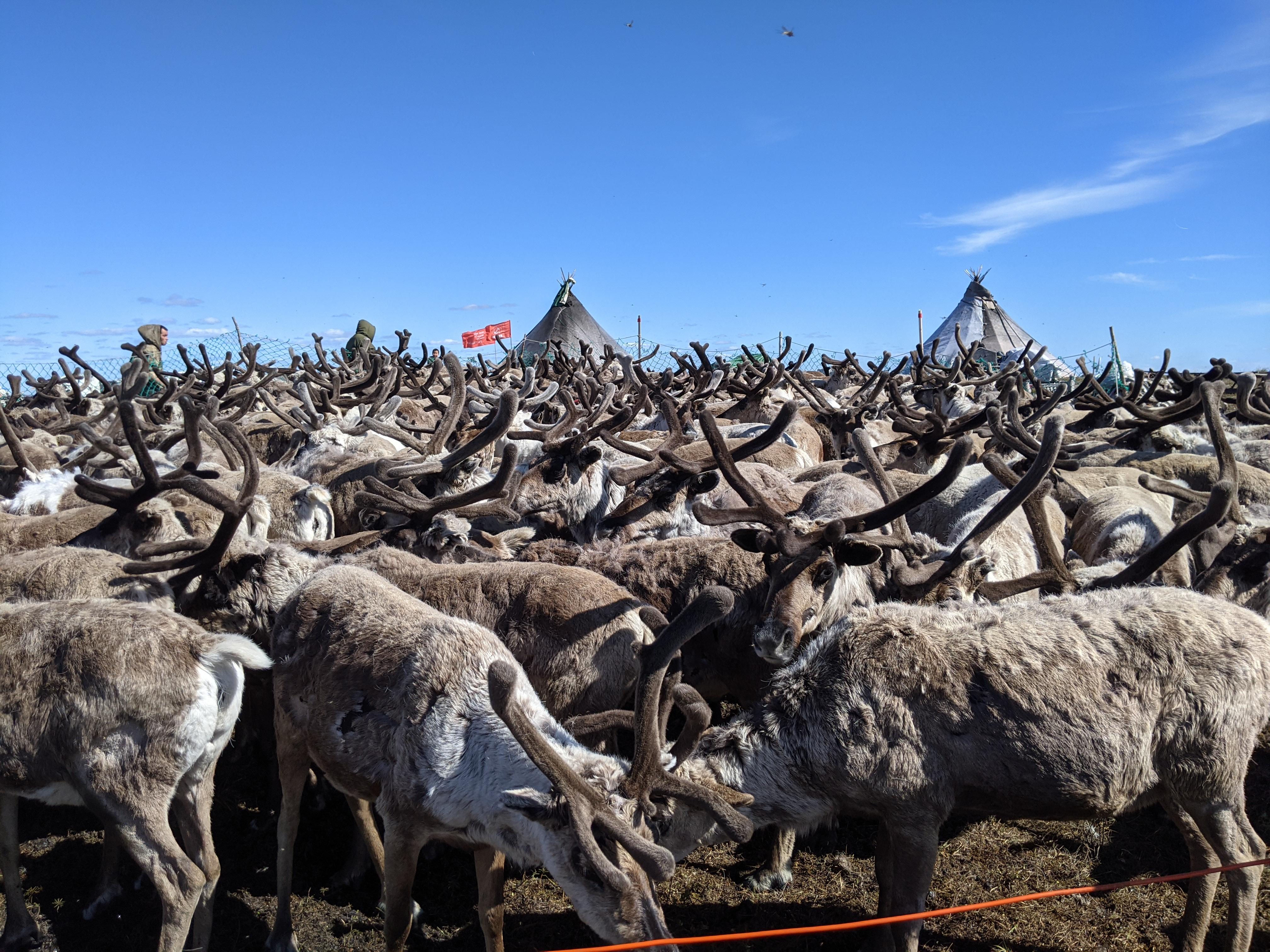 Reindeer herd and tents
