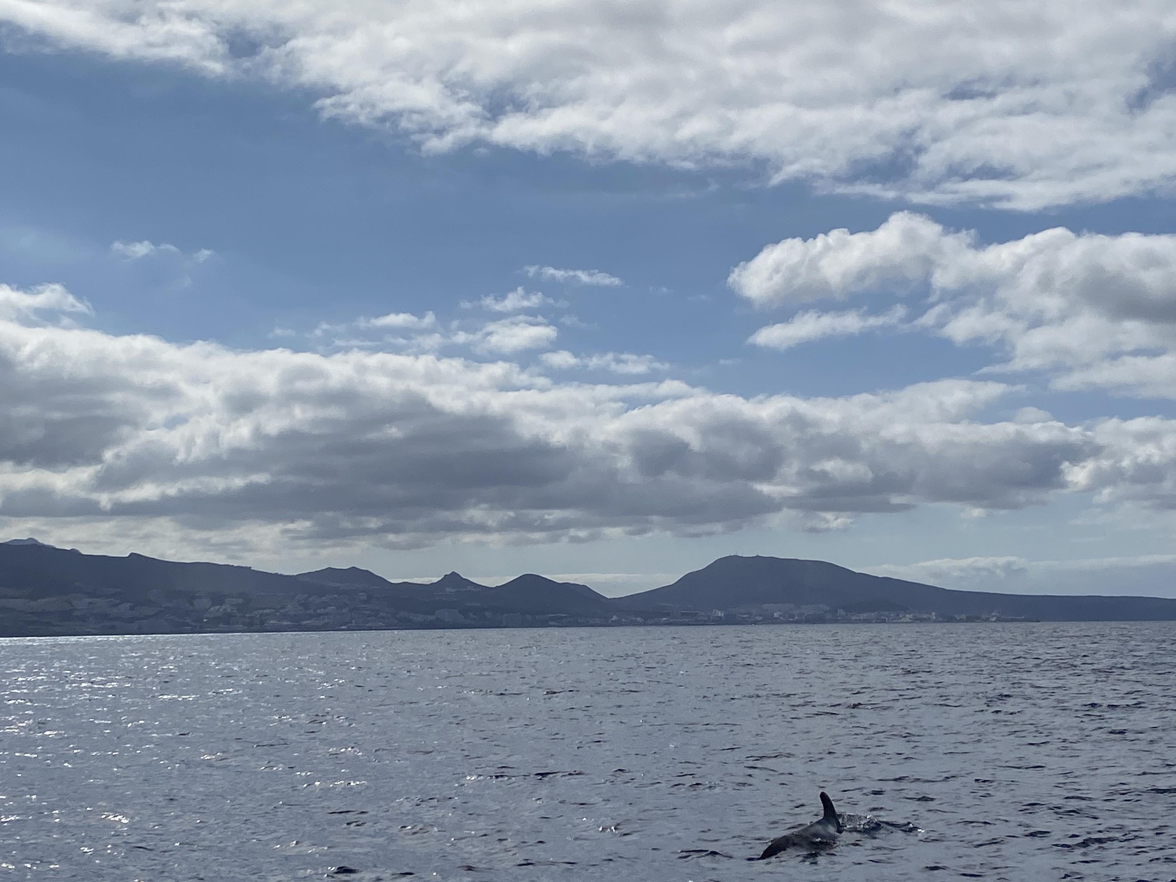 Sunny day with sea and land in view and with dolphin in the sea