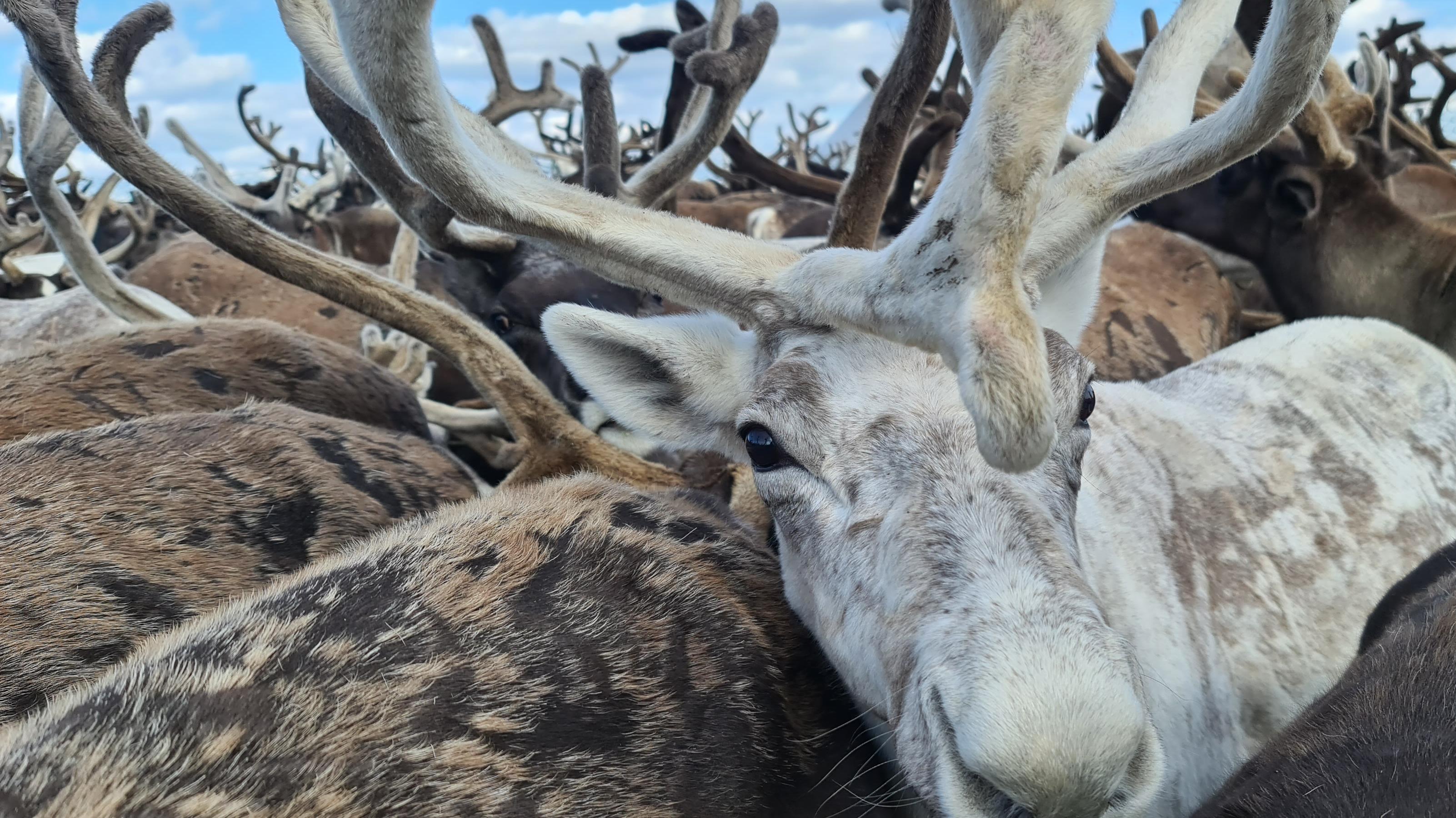 Reindeer