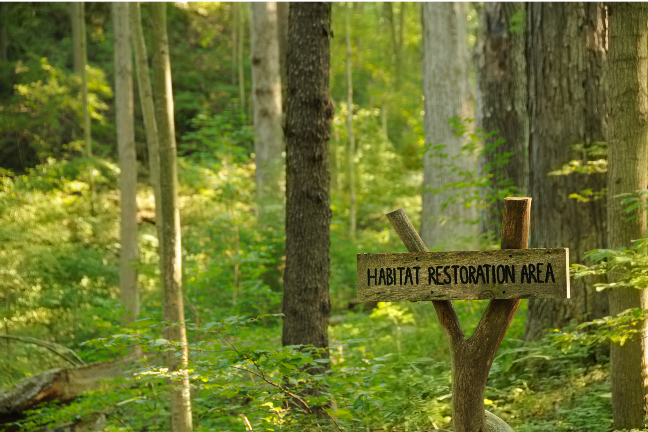 Forest restoration picture