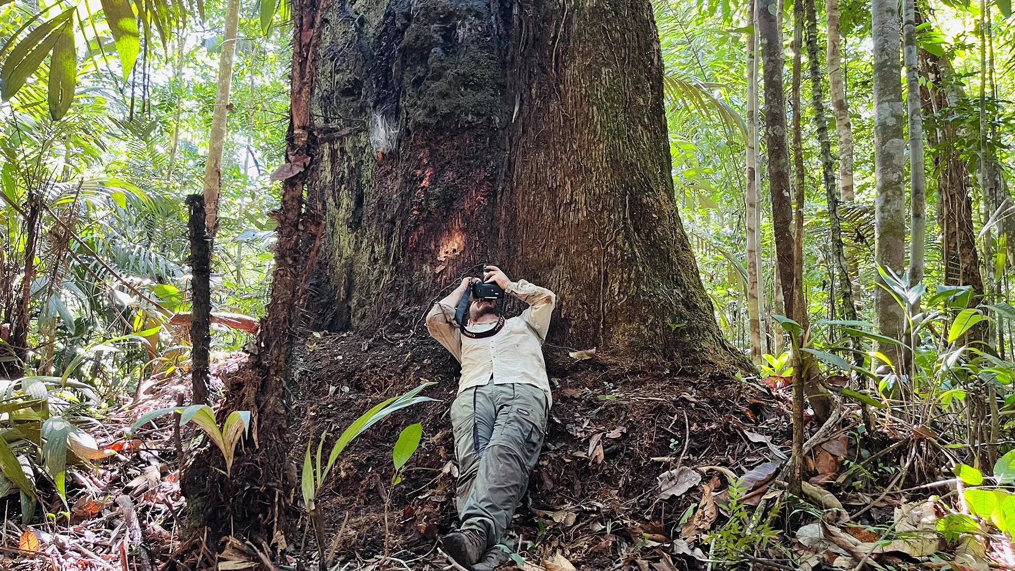 Tree in Amazon Rainforest