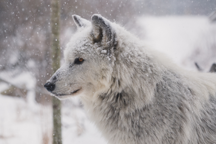 Wolf