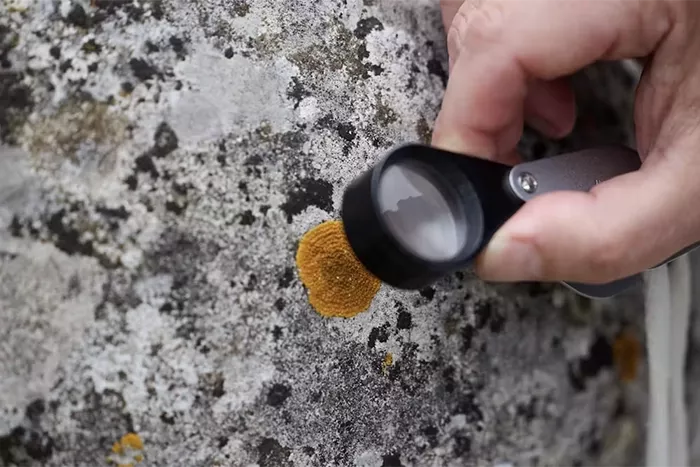 Lichens at Blenheim Palace. Ian Wallman , CC BY-SA