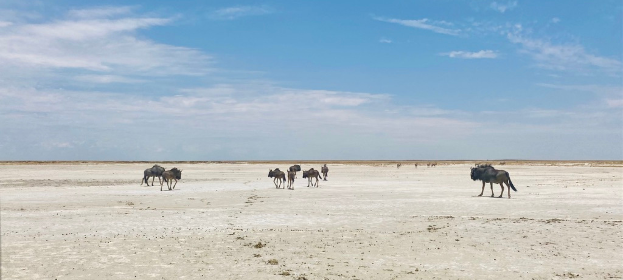 Etosha Pan and animals by N Wallum