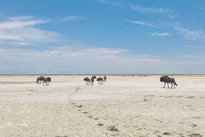 Etosha pan by N Wallum