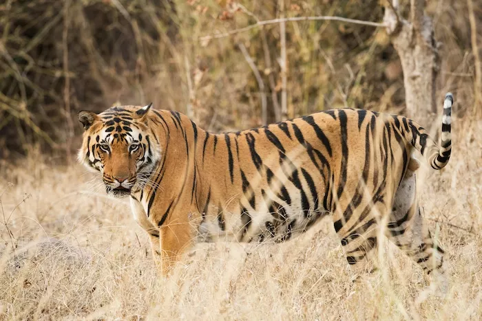 A tiger in grass