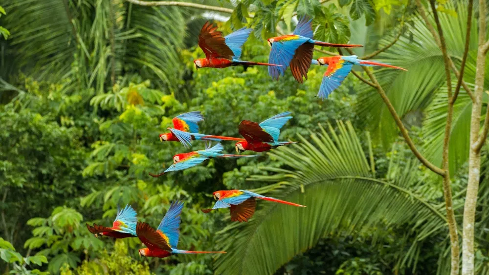 Adobe Stock parrots in Amazon image
