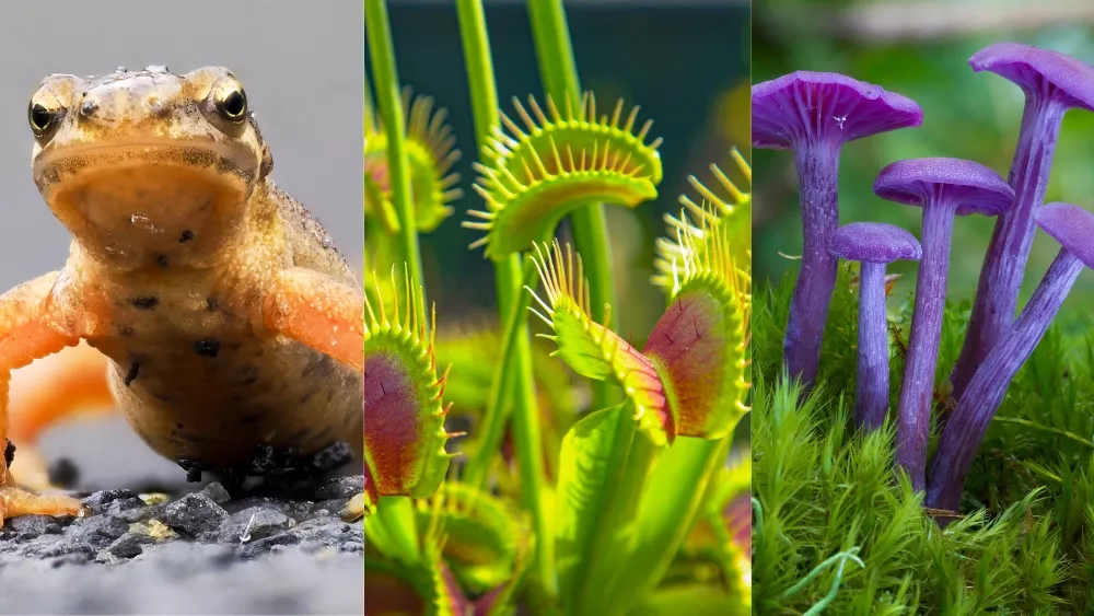 Collage of newt, venus fly trap, mushrooms