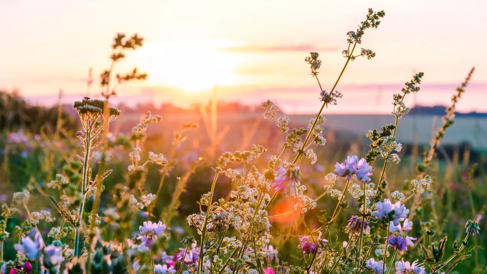 Adobe Stock wildflowers image