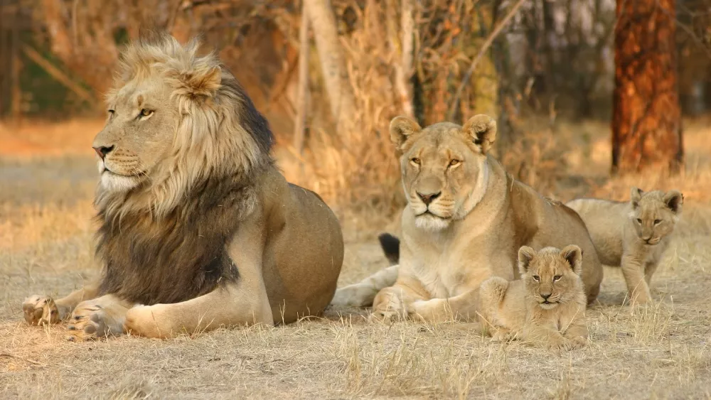 Adobe Stock image of lions
