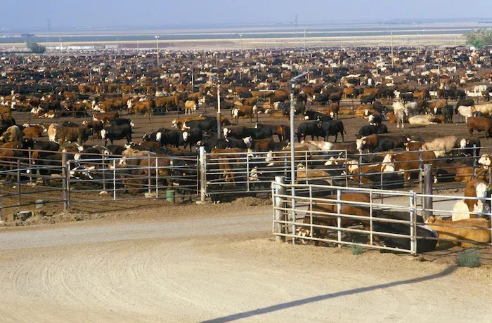 USA feedlot full of cattle