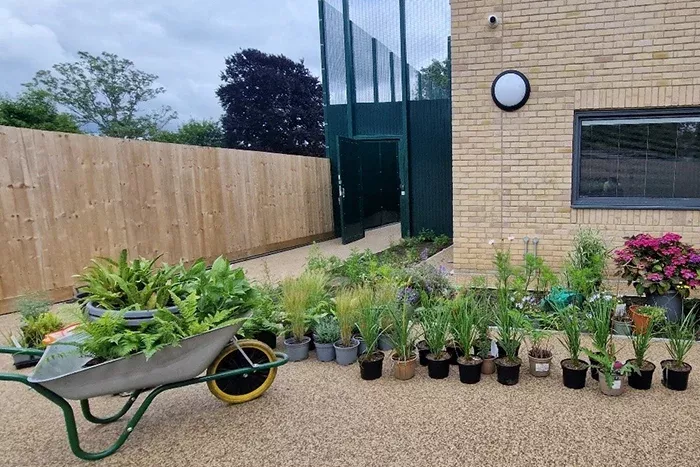 A wheelbarrow and plants in the garden space, ready for planting.
