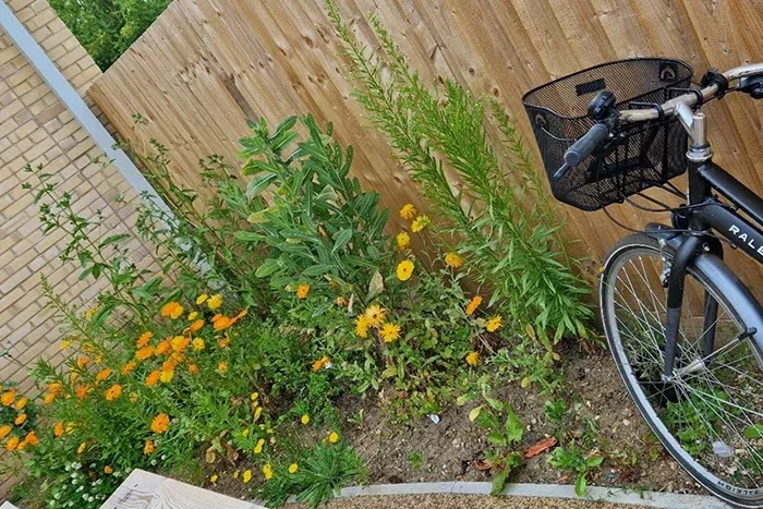 Part of the garden after planting, with tall orange flowers.