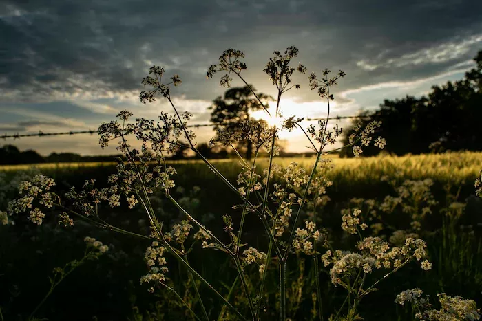 Cow parsley in front of a field, woodland and sunlit clouds, in Oxfordshire