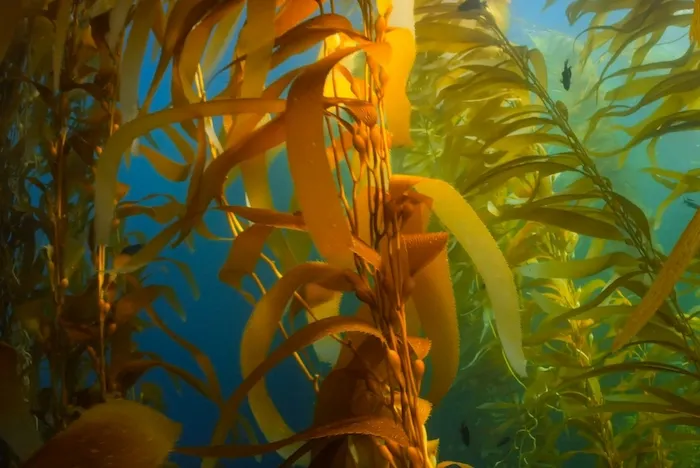 Kelp underwater