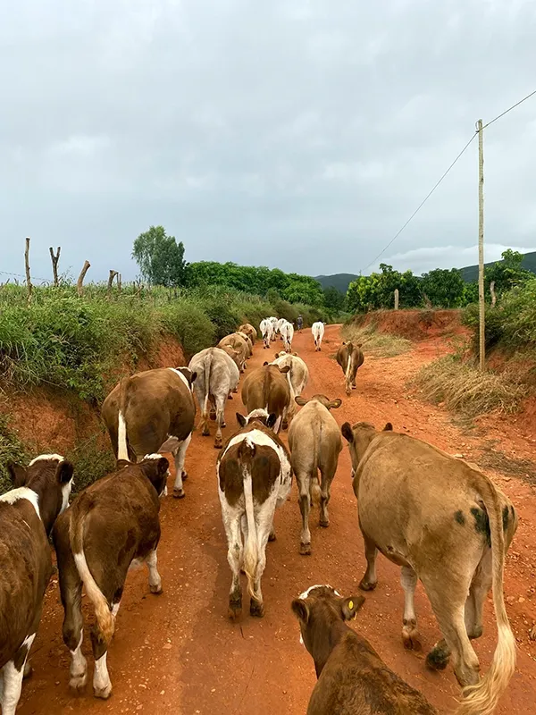 Image: Animais Da Fazenda Farm Animals / Pexels