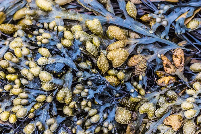 Seaweed in shallow seawater, on the British coast. Becky Stares via Adobe Stock.
