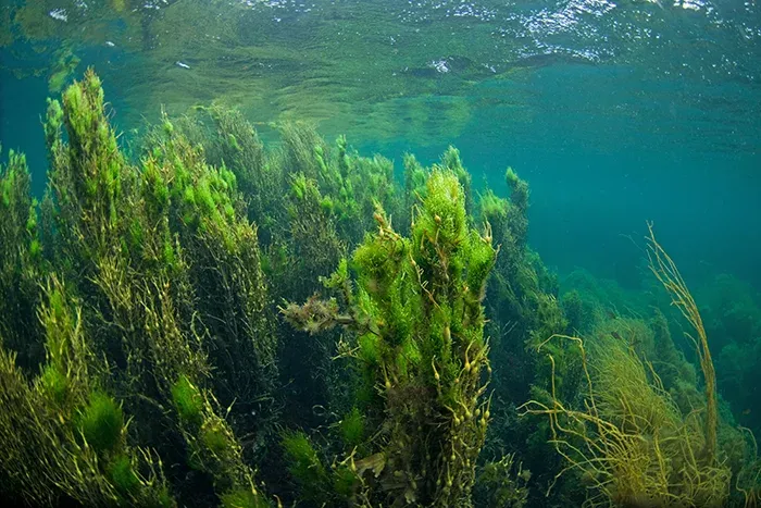 Seaweed underwater off the Scottish Hebrides 