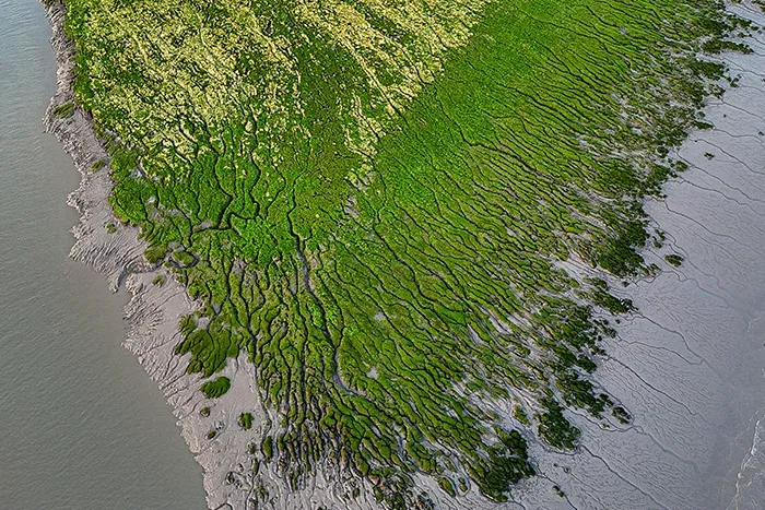Salt marsh in South Wales. Mike Erskine via Unsplash.