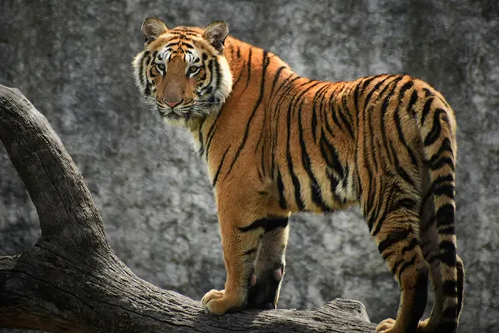 Royal Bengal Tiger, Chhatbir Zoo, Chhat, Punjab. Rishabh Pandoh/Unsplash