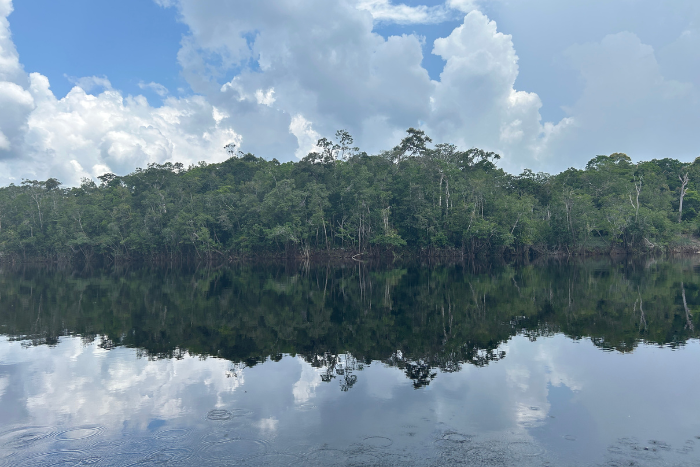 Amazon rainforest