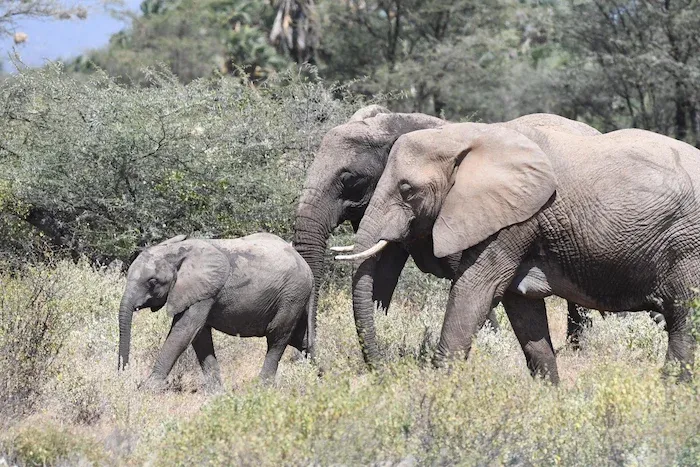 Two adult and one child elephants in a mixed woody/grassland savannah landscape